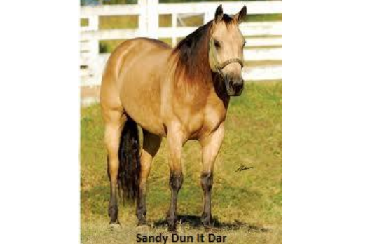 SANDY DUN IT DAR